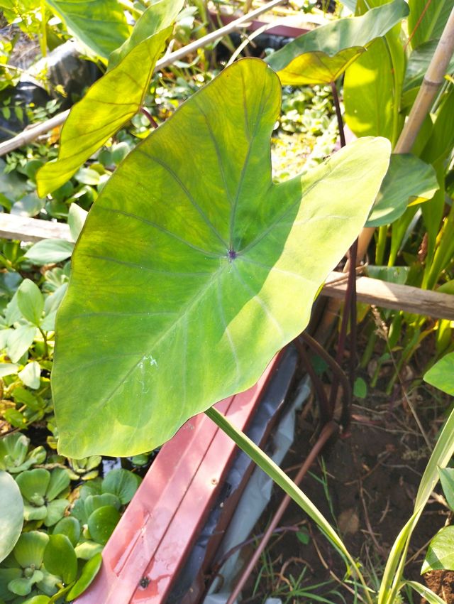 Alocasia acuática: Planta acuática,