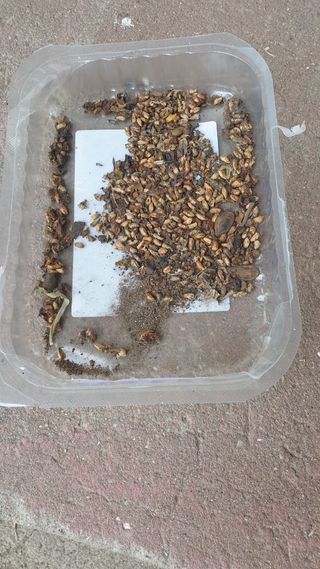 Sementes de Maracujá Banana