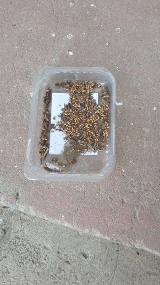 Sementes de Maracujá Banana