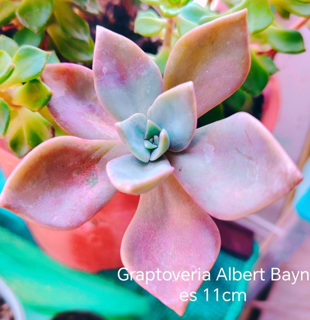 Vendo 7 piante grasse Coreana,diversi tipi,Offerta