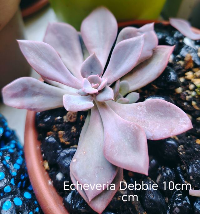 Vendo 7 piante grasse Coreana,diversi tipi,Offerta