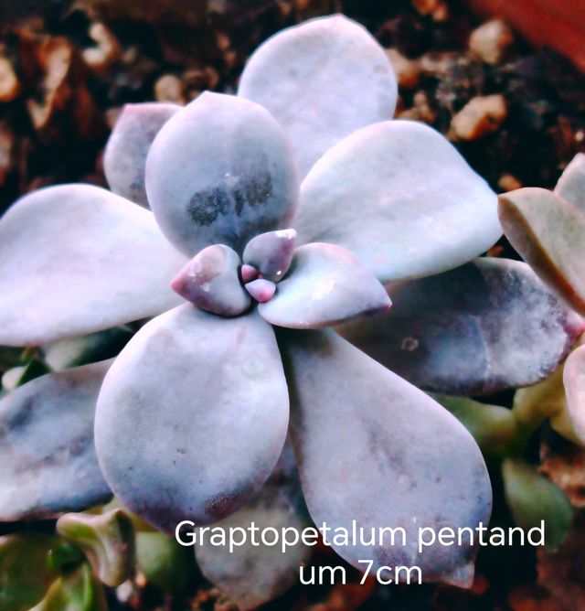 Vendo 7 piante grasse Coreana,diversi tipi,Offerta