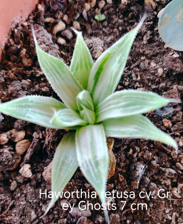 Vendo 7 piante grasse Coreana,diversi tipi,Offerta