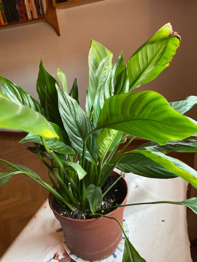 SPATHIPHYLLUM WALISII O Cuna de Moisés