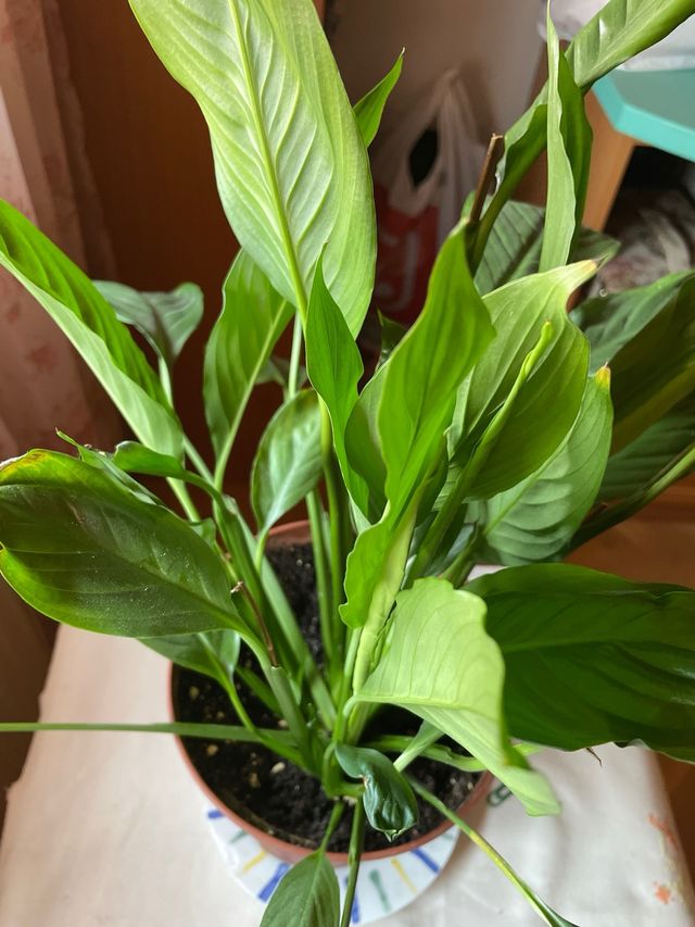 SPATHIPHYLLUM WALISII O Cuna de Moisés