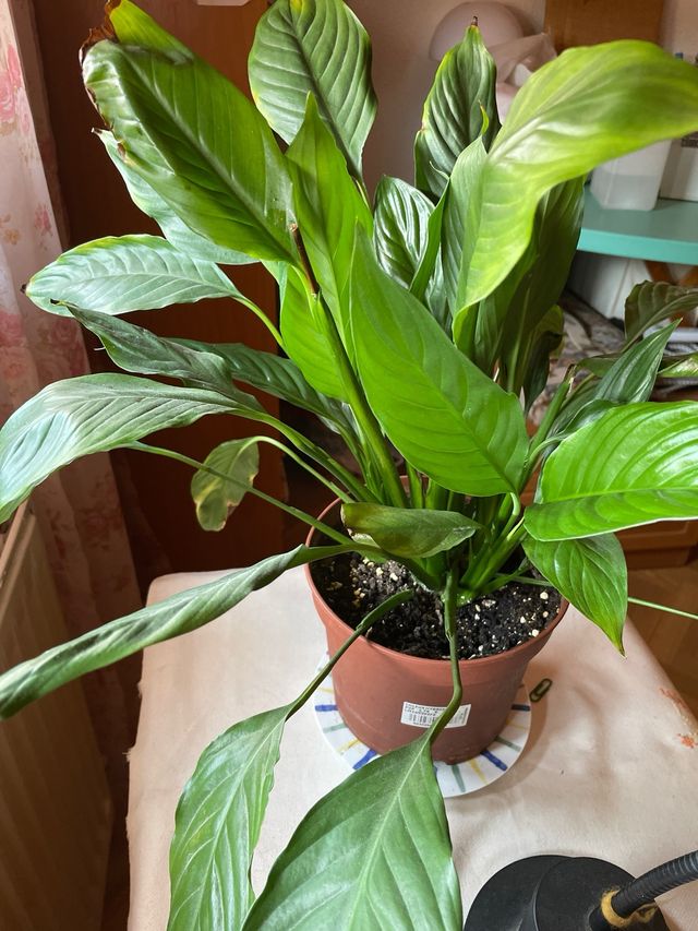 SPATHIPHYLLUM WALISII O Cuna de Moisés