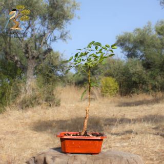 Bonsai Pimentero Brasil - prebonsai