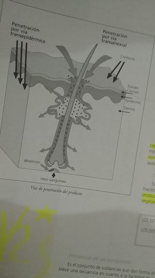 Cosmetologia ,a Estetica decorativa