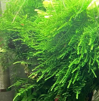 Porción de musgo para acuario