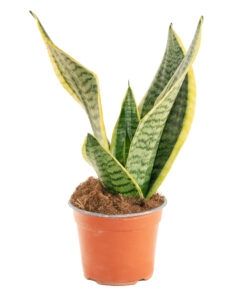 Pianta Snake Plant Sansevieria