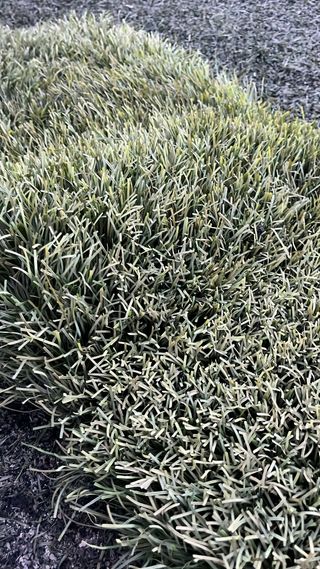 Cesped artificial reciclado de campos de fútbol 