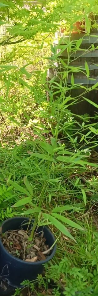 Planta de Bambú