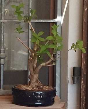 Bonsai Weigela - pianta