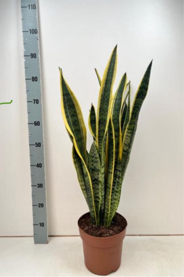 Sansevieria Laurentii - Planta
