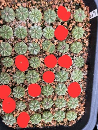 Aztekium Ritteri VM 619