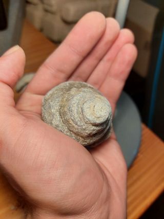 Fóssil Gastrópode Cretácico