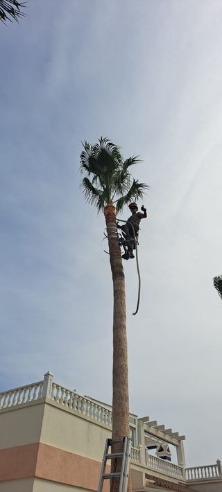 Jardines,Palmeras y Piscinas.