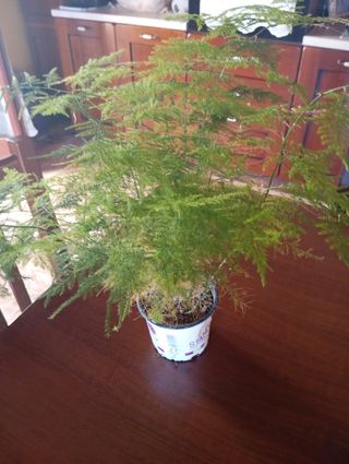 Pianta Asparago