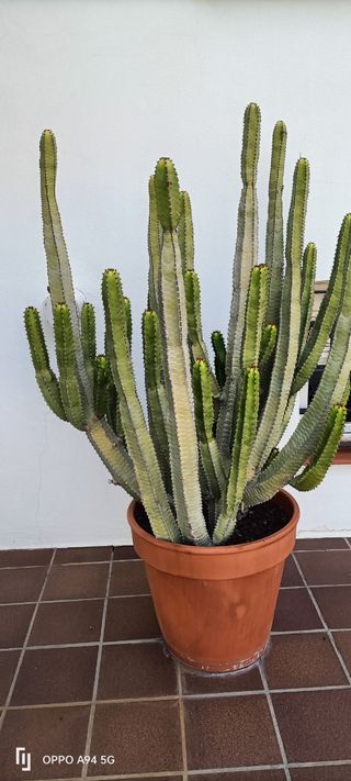 Planta candelabro Euphorbia