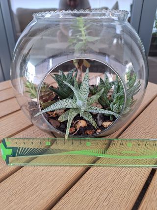 Terrario jardin de suculentas - Decoración