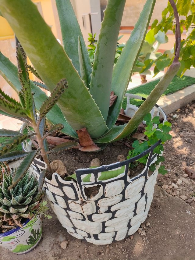 Aloe vera y suculentas