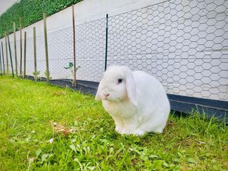 Cuidado de mascotas pequeñas en nuestra casa