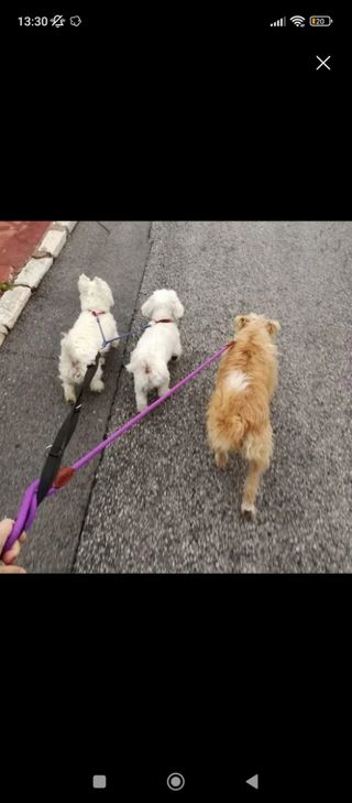 Paseó de perros