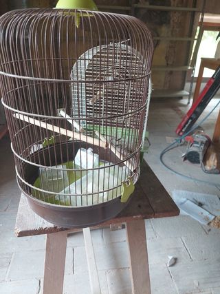 2 Jaulas para Pájaros