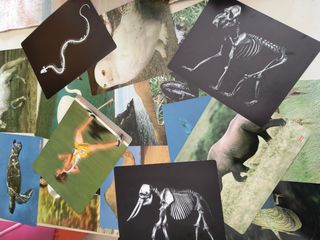 Juego Educativo "¿Que hay dentro de los animales?"