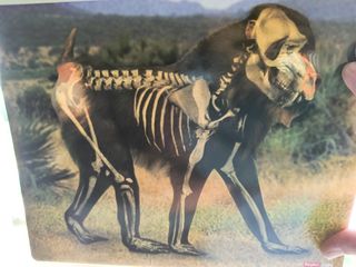 Juego Educativo "¿Que hay dentro de los animales?"