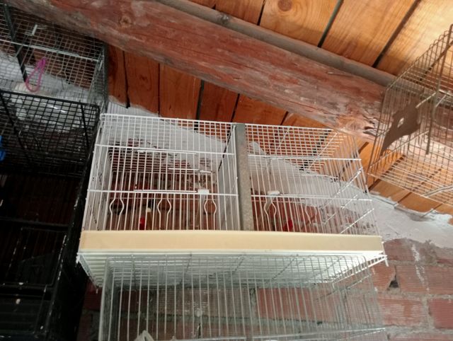 Jaulas cria pájaros.
