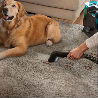 ¡ALQUILA 20€ DÍA LIMPIADOR TAPICERIA!