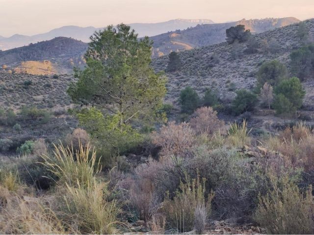 terreno en la sierra de Carroscay