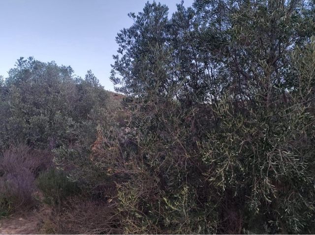 terreno en la sierra de Carroscay