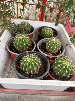 Cactus enraizados