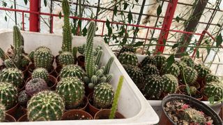 Cactus enraizados