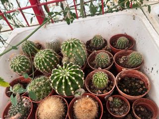 Cactus enraizados