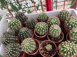 Cactus enraizados