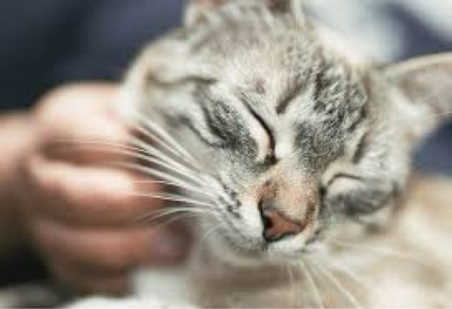 Consulente Felino – Aiuto i gatti e i loro umani!