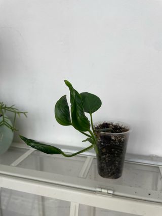 Epipremnum Shangri-La