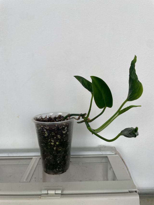 Epipremnum Shangri-La