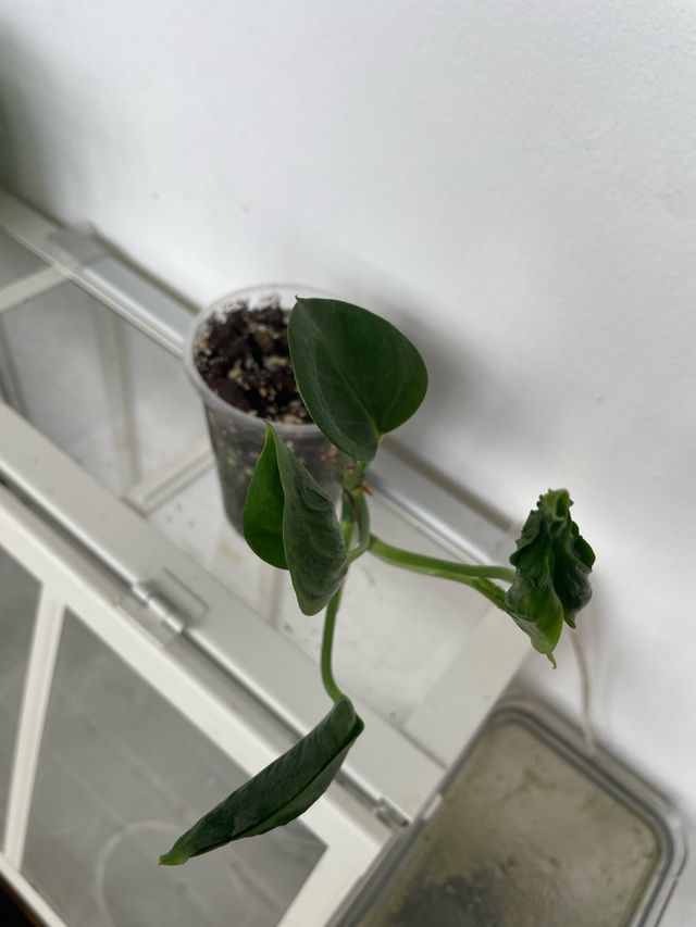 Epipremnum Shangri-La