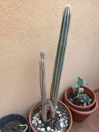 Cactus columnares