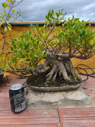 Bonsái Ficus - Planta