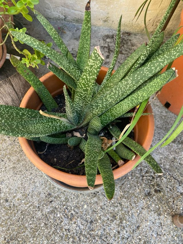 una pianta di Gasteria Galinata