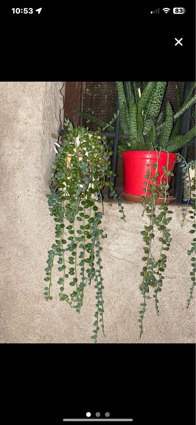 talee della pianta del Rosario