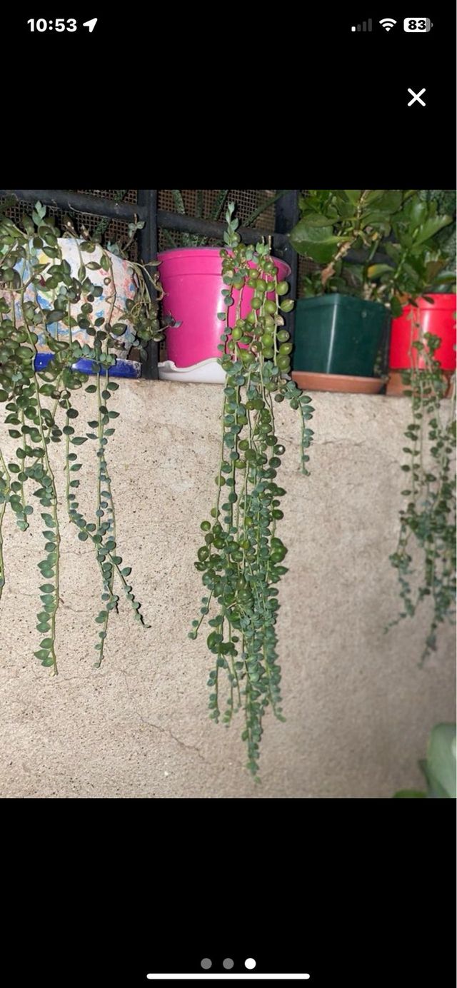 talee della pianta del Rosario