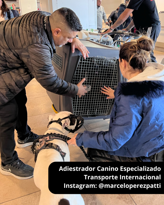 Adiestrador Canino: Transporte Internacional