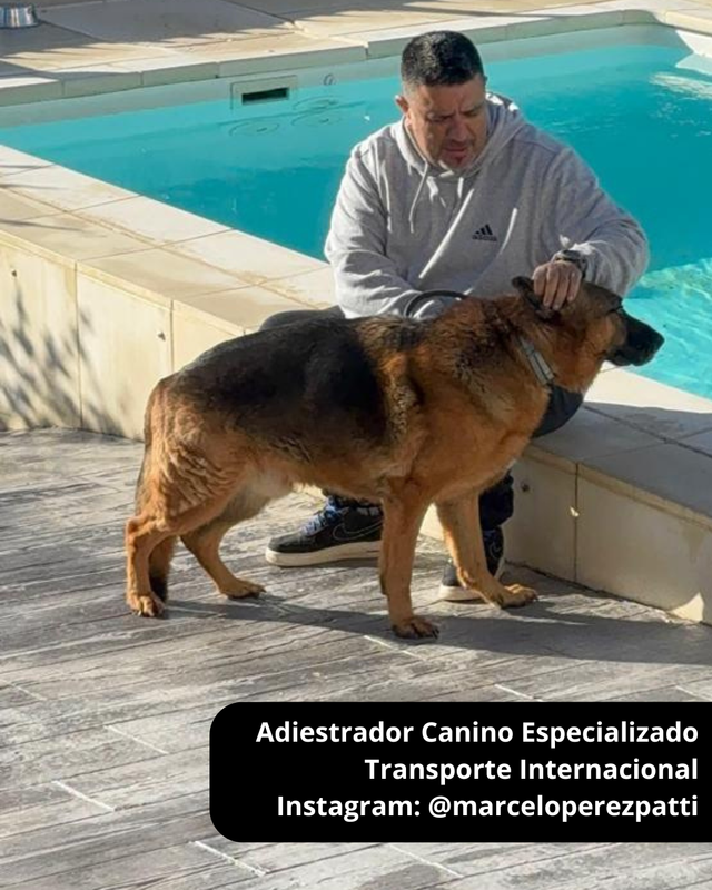 Adiestrador Canino: Transporte Internacional