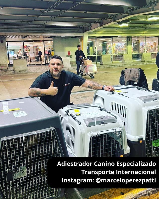 Adiestrador Canino: Transporte Internacional